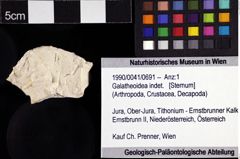 Foto (Objket + Etiketten) von Galatheoidea indet. 